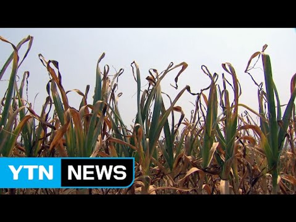 극심한 가뭄 '마른 장마'까지 예보...가뭄 피해 커져 / YTN