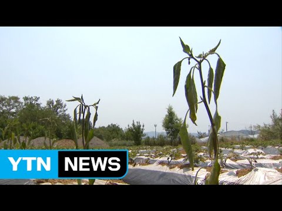 갈수록 가뭄 극심...농작물 피해 커져 / YTN