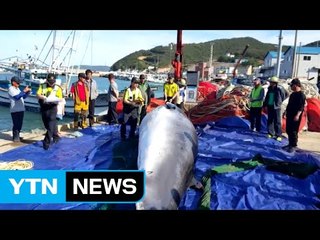 '길이 7m' 밍크고래 서해서 죽은 채 붙잡혀 / YTN