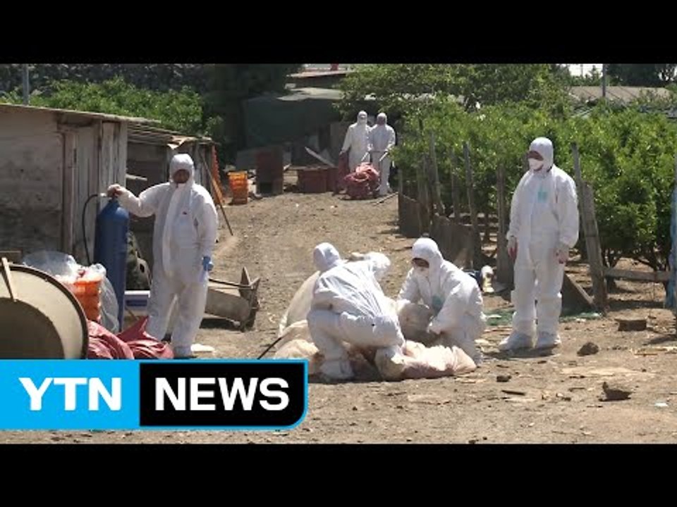 '청정' 제주도 뚫은 AI 확산 조짐...축산 농가 '울상' / YTN