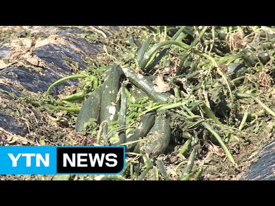 [경북] "우박 피해 난 곳 특별재난지역 선포해야" / YTN