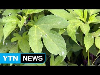 [경기] 생태계 교란식물로 화장품 제조 특허 / YTN