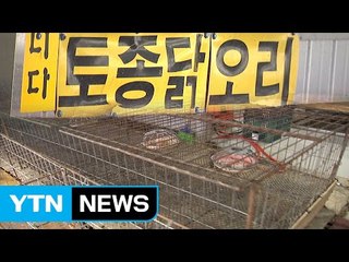 전통시장 가금류 노점상 통해 AI 확산 / YTN