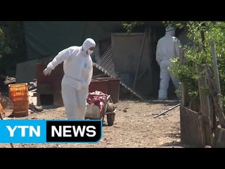 제주도 AI 폐사 은폐 조사...고의성 확인되면 강력 처벌 / YTN