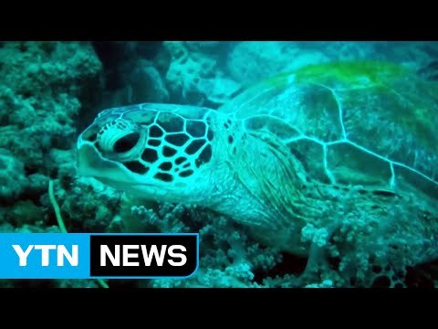 호주 대산호초 거북 혈액에서 살충제 성분 검출 / YTN