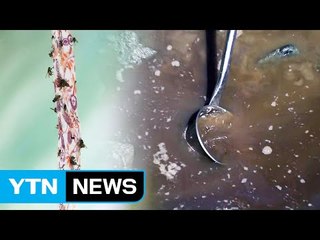 [현장24] 30년간 창문도 못 열어...파리와 전쟁 '만내골' / YTN