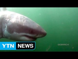 '인기 백상아리' 미국 동부 해안에 잇단 출몰 / YTN