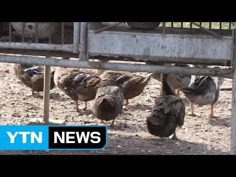 부산 기장군도 AI 양성 반응...전국 재확산 우려 / YTN