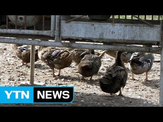 제주 농가 오골계 AI 폐사 숨겨 / YTN