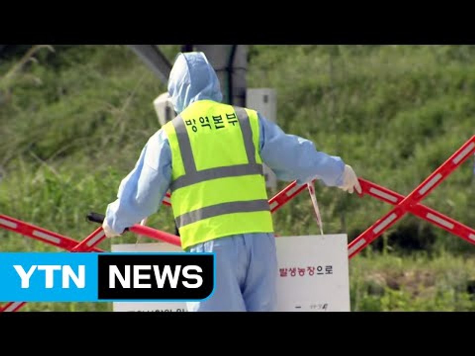 AI 발원지 된 전북 군산...전국 확산 비상 / YTN
