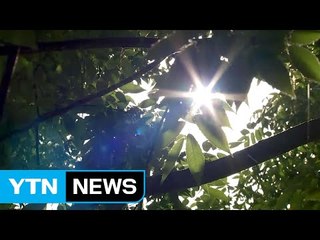 [날씨] '망종' 맑고 강한 햇살...자외선 지수 높음 / YTN