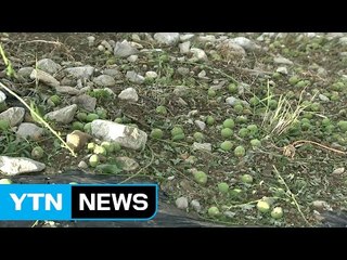 찢기고 뭉개지고...우박 피해 보상 막막 / YTN