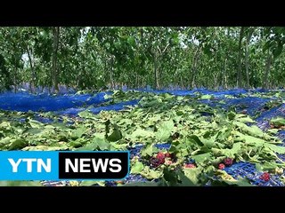 야구공만 한 우박이...전남에 쏟아진 우박 폭탄 / YTN