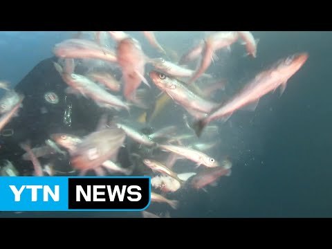 양식 명태, 가문 부활 앞당긴다 / YTN