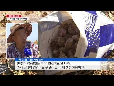 타들어 가는 논·밭에 농심도 '바짝' 말라 / YTN