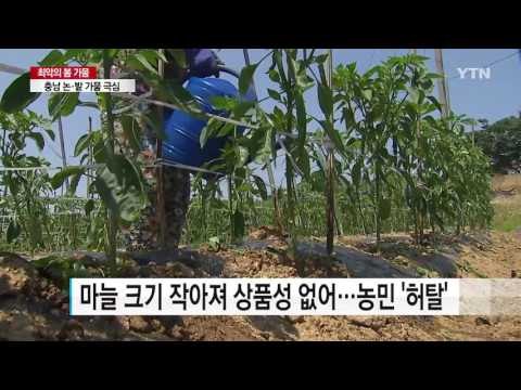 충남 논·밭 가뭄 극심...다음 달부터 급수체계 조정 / YTN