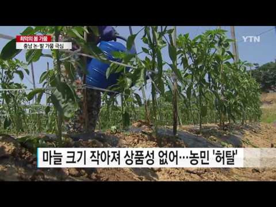 충남 논·밭 가뭄 극심...다음 달부터 급수체계 조정 / YTN