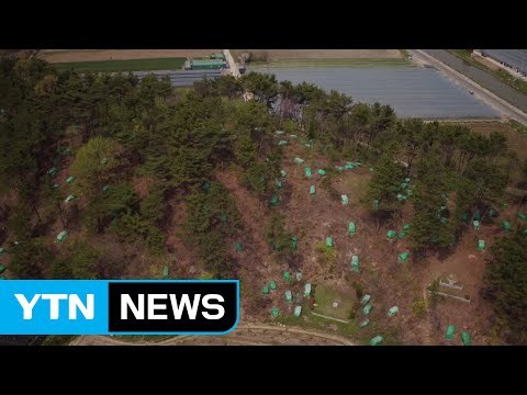 [대전·대덕] 산림청, 산림 병해충 항공 방제 시행 / YTN