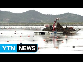 무허가 양식·면세유 부정 사용?...진도 어촌에 무슨 일이 / YTN