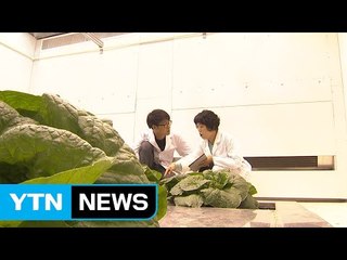 기후 조절 가능한 농작물 실험시설 첫 도입 / YTN
