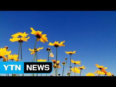 [날씨] 파란 하늘, 깨끗한 공기...오늘만 같아라 / YTN