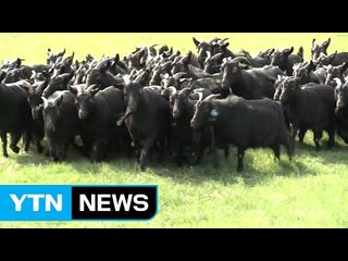 흑염소 위에서 분해 능력 뛰어난 효소 55종 발견 / YTN