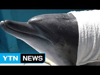 서울대공원 돌고래들 19년 만에 고향 품에 안기다 / YTN