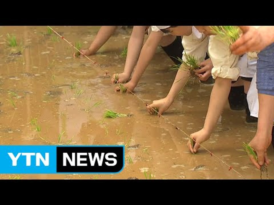 [기업] 농협, 소만 앞두고 모내기 체험 행사 / YTN