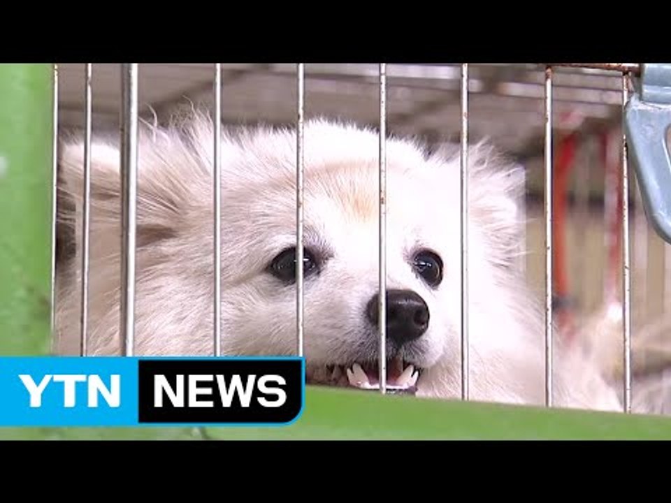 유기견 최초 '퍼스트 독' 관심 급증..."입양 신중해야" / YTN