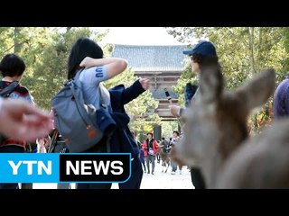 한국인 日 여행 50%대↑...한중 사드갈등 여파? / YTN