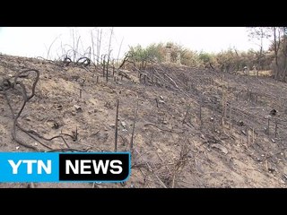 숲 30년, 토양 100년...산불 피해 복원 '험난' / YTN