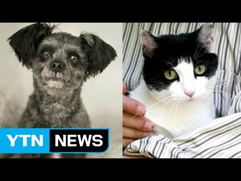 유기견 '퍼스트 도그' 길고양이 '퍼스트 캣' 탄생 / YTN