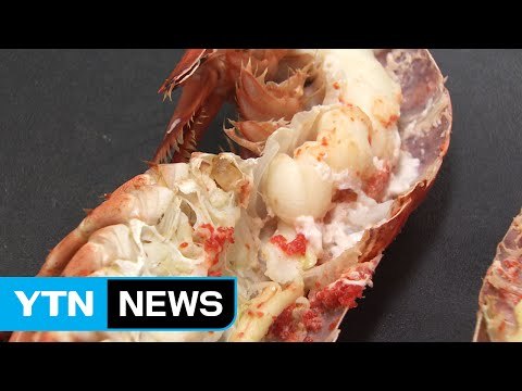 바닷가재 원산지 속여 5억 원 챙기다 구속 / YTN