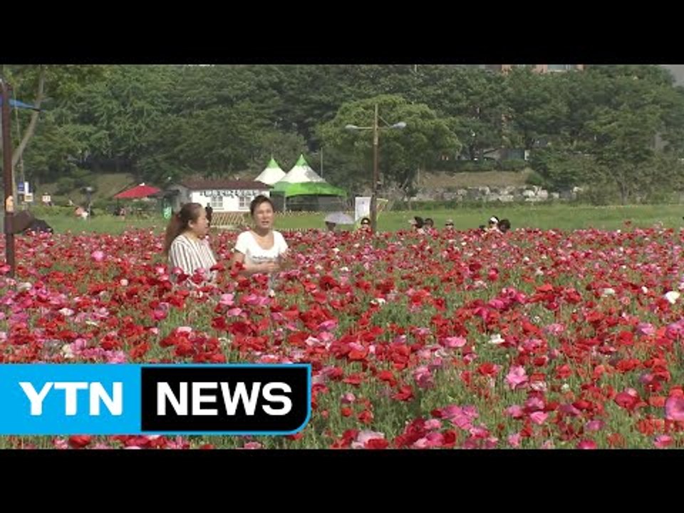 태화강 봄꽃 6천만 송이 활짝...봄꽃 축제 / YTN