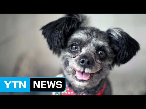 대통령, 유기견 '토리' 입양 예정 / YTN