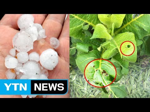 전북지역 우박 쏟아져 일부 농작물 피해 / YTN