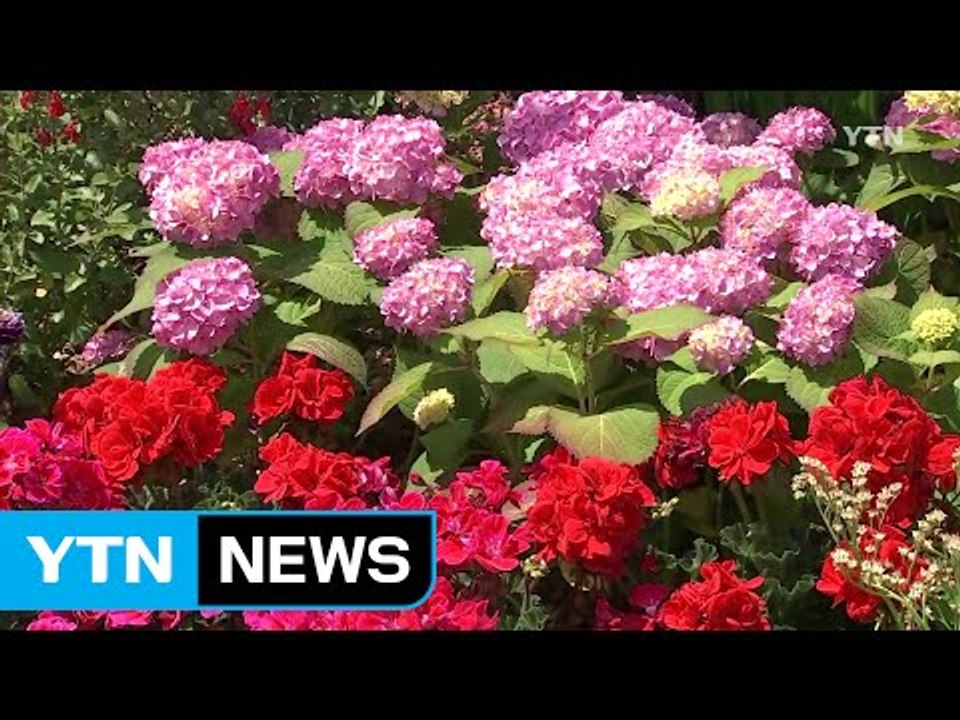 [날씨] 때 이른 더위 속 봄꽃 축제...미세먼지 주의 / YTN