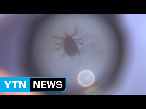 올해 첫 야생진드기 감염병 환자 발생...야외활동 주의 / YTN