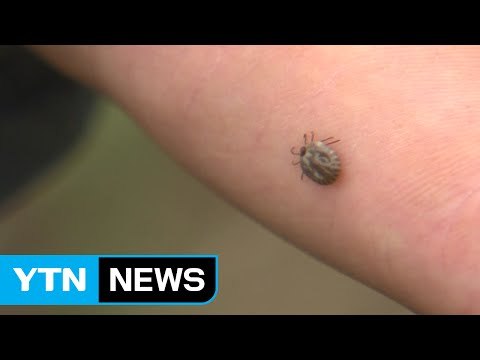 봄철 야외활동 '진드기 감염병' 주의 / YTN