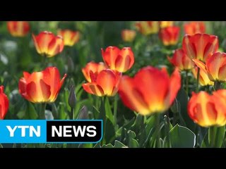 [영상] 꽃향기 가득한 봄꽃 축제 / YTN