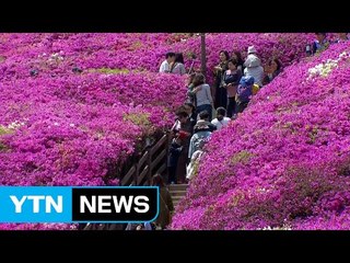 [날씨] 황금 주말 맑고 더워...분홍빛 철쭉 만발 / YTN