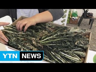 "알싸한 강원도 산나물 맛보세요" / YTN