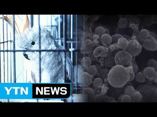 '앵무새병'에 日 임산부 2명 사망...비둘기도 위험 / YTN