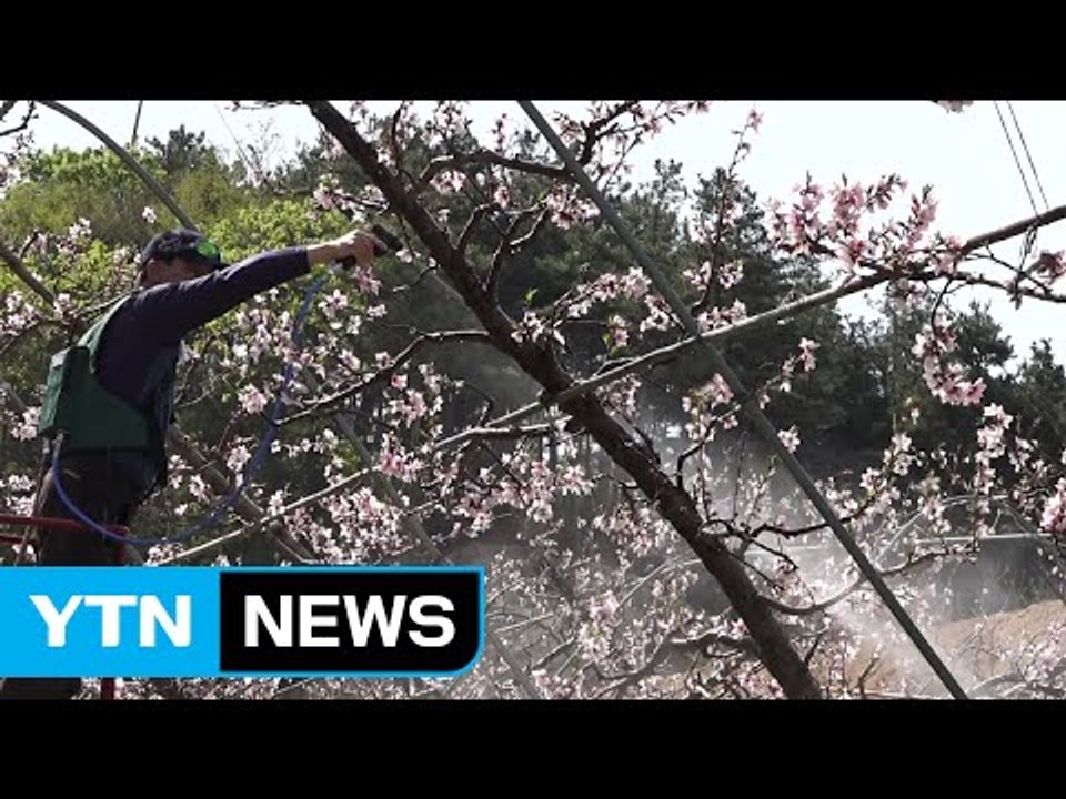 복숭아 농사 특허 기술로 일손 걱정 '뚝' / YTN