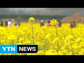 세종시 미호천 따라 활짝 핀 유채꽃 / YTN