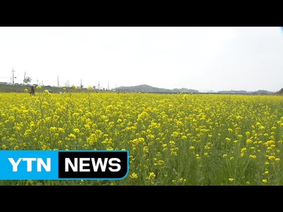충청 지역에도 활짝 핀 유채꽃...노란 물결 장관 / YTN