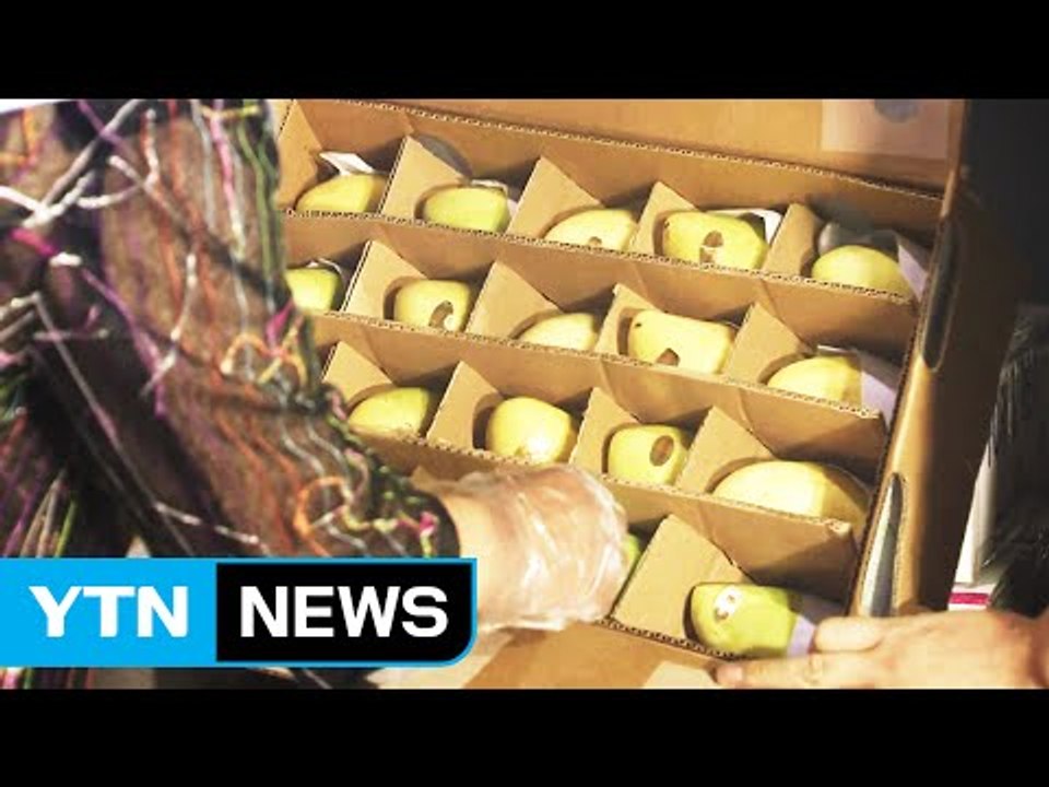 수입 과일 전성시대...수입 역대 최대 / YTN
