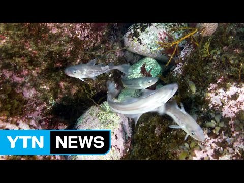 자연산-양식 첫 수정 부화...명태 복원 탄력 / YTN