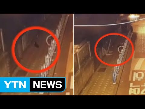 부산서 선거 벽보 훼손...알고 보니 길고양이 소행 / YTN