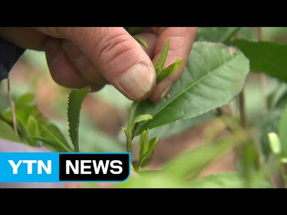 "맛과 향 뛰어나요" 하동 녹차 수확 시작 / YTN